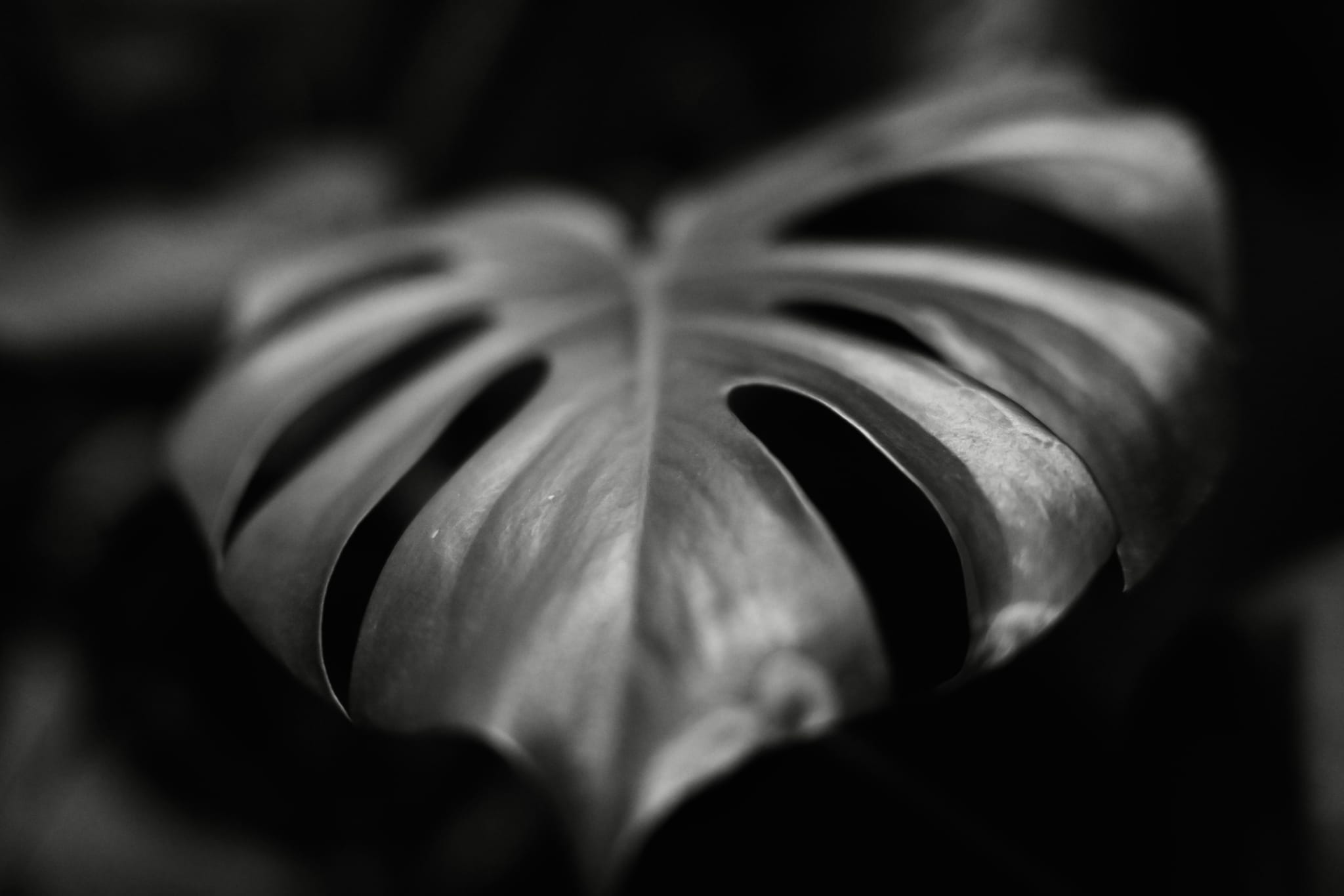 Close-up of a monstera leaf in low-key lighting with a shallow depth of field